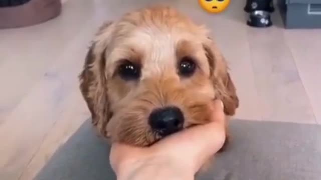 Handshake to sell cute dogs