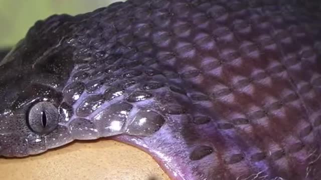 a small snake tried to swallow an egg