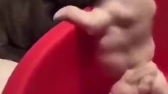 Best funny dog video compilation