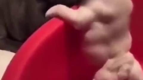 Best funny dog video compilation