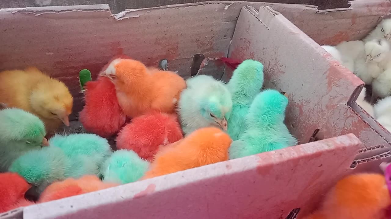 chicken babies