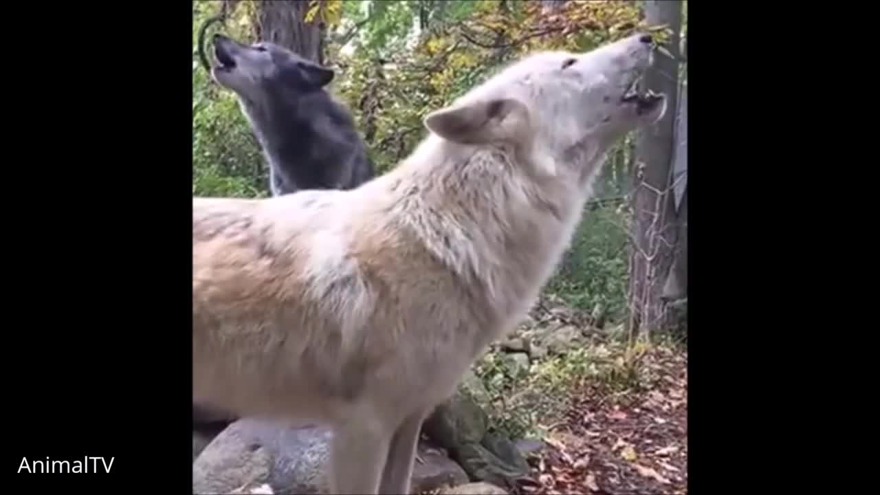 Wolf Packs Howling Compilation