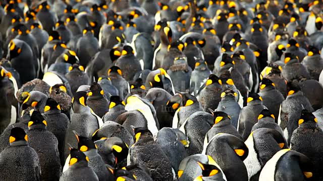 Large King Penguins Colony on South Georgia Island.