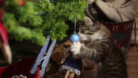 the kitten on the Christmas tree, Christmas