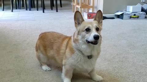 Isaac the Corgi Loves Playing