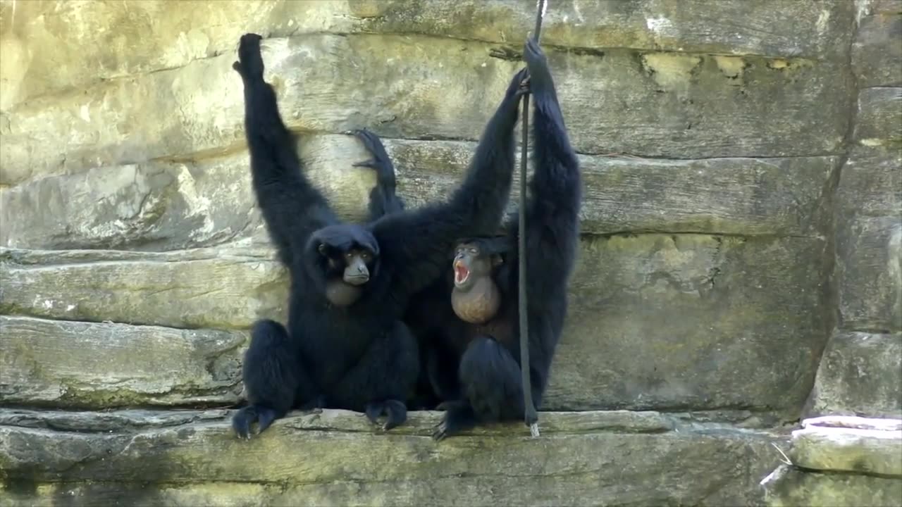 Adorable monkey playing