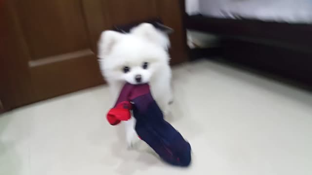Smart Chihuahua Find Socks mp4