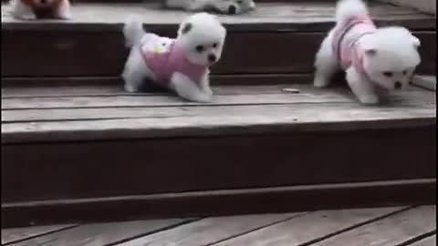 Baby dogs 🐕 cute & funny videos