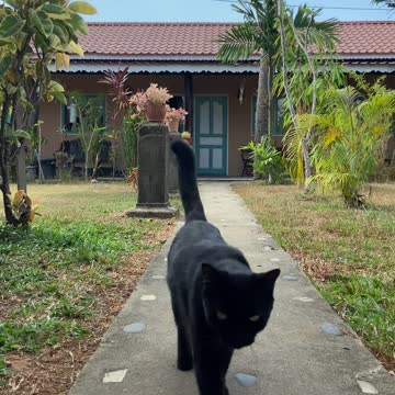 Footage Of A Black Cat Walking