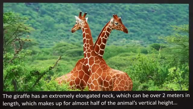 TOP 10 LARGEST ANIMALS On The Planet