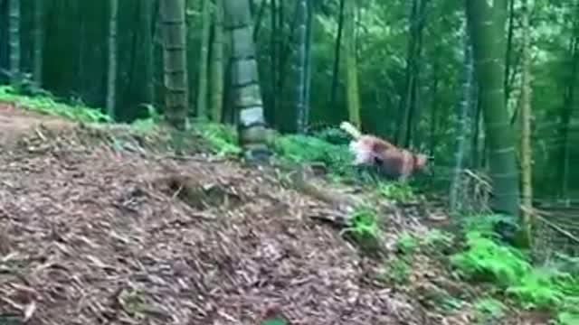 Lonely dog