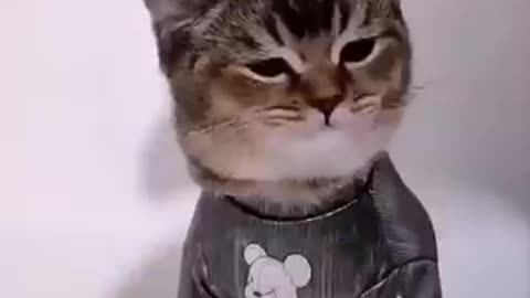 # funny shorts animal video #cat #dog
