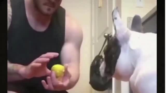 2021 Best funny pet video#14