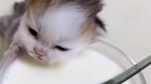 Look at this kitten drinking out of this MASSIVE bowl of milk. Way too adorable