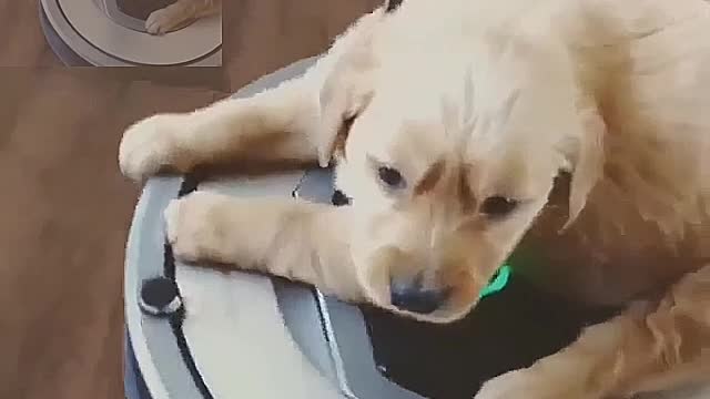 Dog driving a sweeper to clean the room