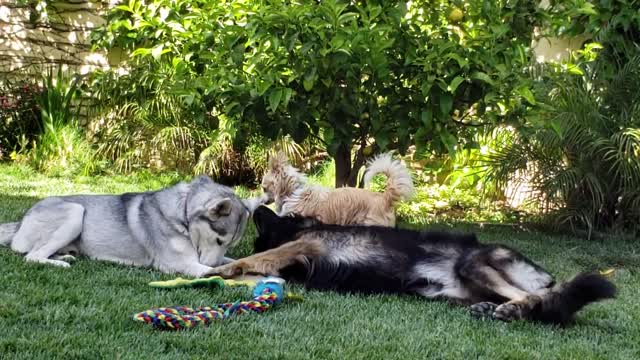 German Shepherd BEGGING Siberian Husky To Leave His Toy Alone UNTIL...