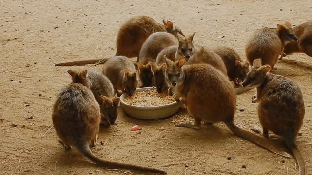 ANIMALS