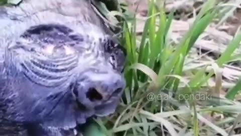 This is a beautiful and charming water-dwelling species