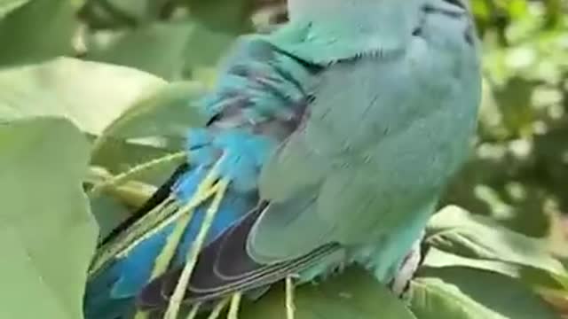 How A Beautiful Parrot Collect Plants leaves in His Body