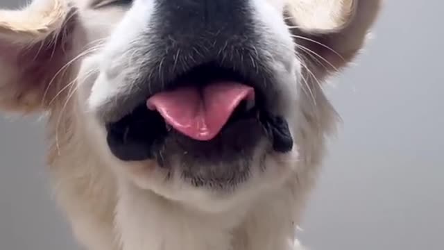 My dog is Yawning