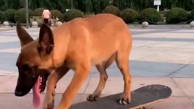 The Funny Dog On Skate Board