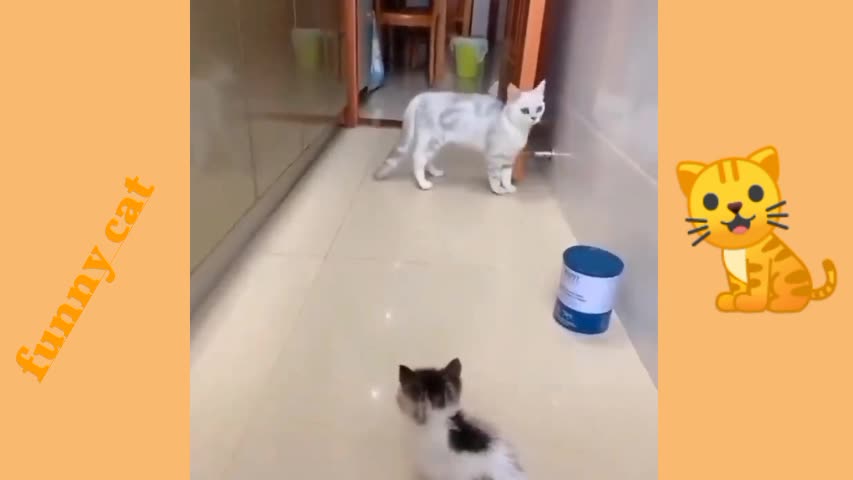 A kitten scared the cat