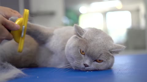 Funny cats bathing and grooming