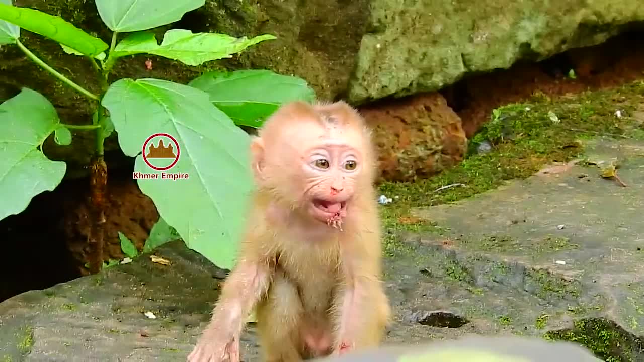 Hot news, New abandon baby monkey falling down on the tree