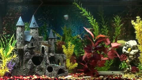 Turn Your TV Into An Aquarium - Relaxing Music and Visual Calmness