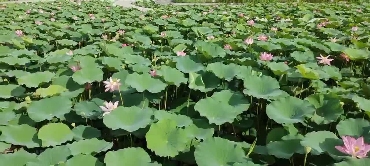 The beauty of the lotus lake is refreshing