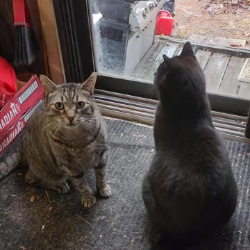 Rasslin Rockin Cats Wally And Blackie Part 1