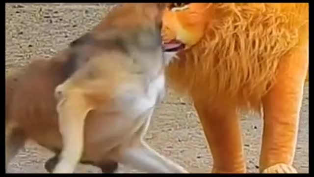 Dog funny tiger fight