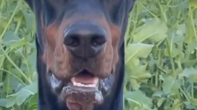 Doberman Danger 🐕Dog