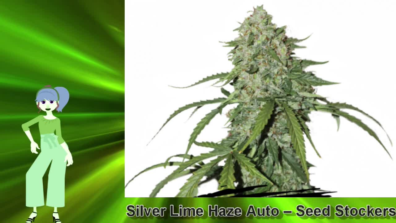 Silver Lime Haze Auto – Seed Stockers