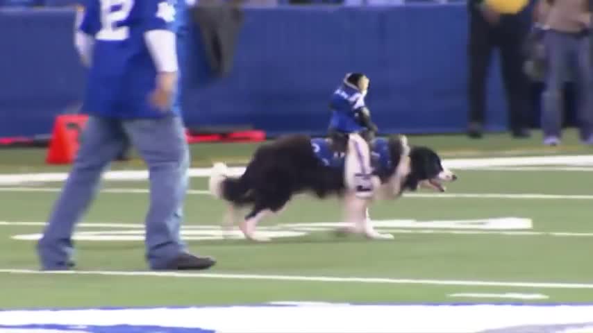 monkey riding a dog colts style