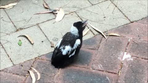 Magpie