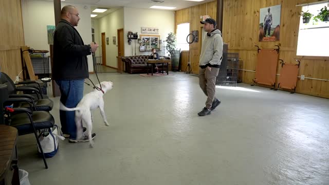 An EXTREMELY reactive pitbull + Leash reactive DOG TRAINING!