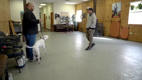 An EXTREMELY reactive pitbull + Leash reactive DOG TRAINING!