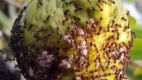 Super organization of ants