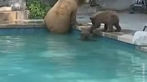 Bear fully family take swimming