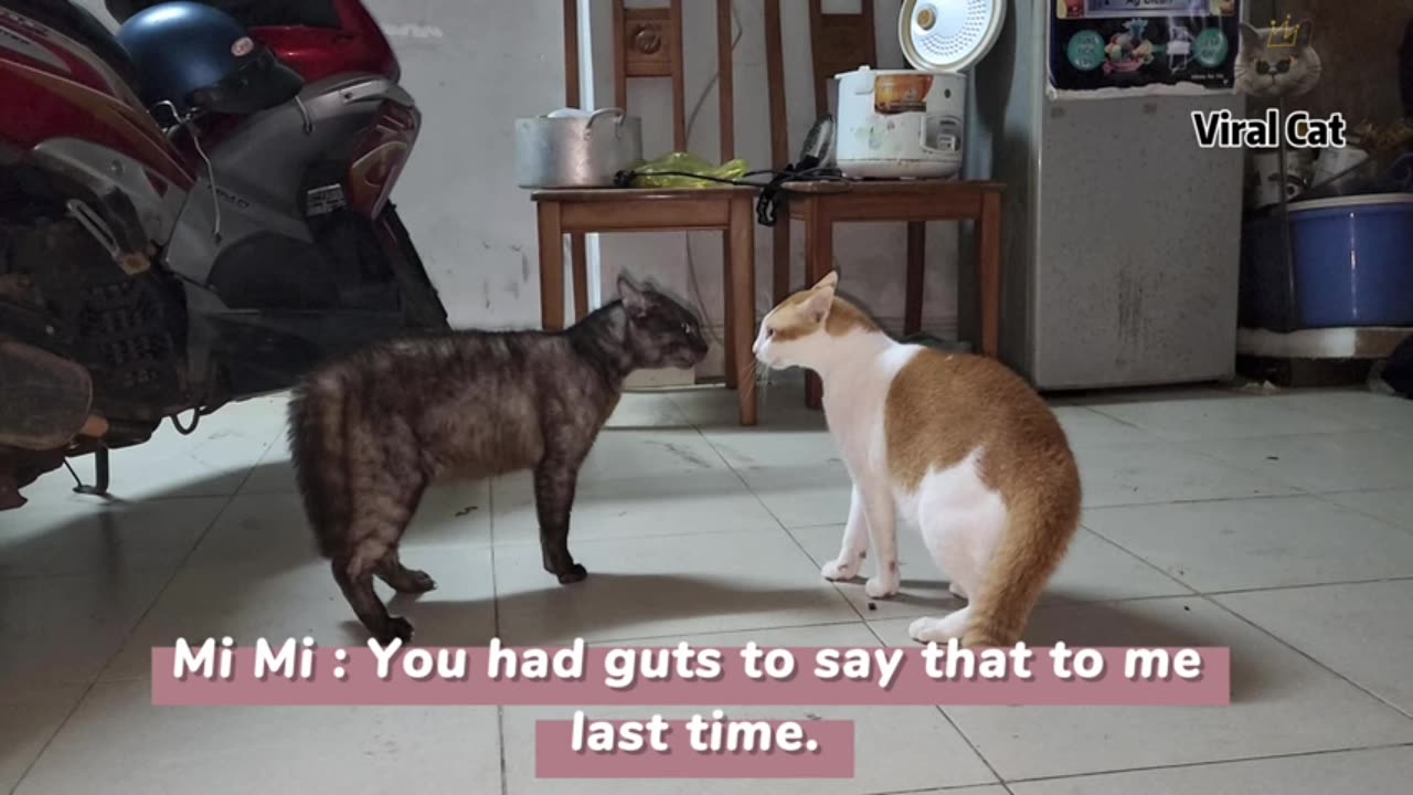 Funny cat video