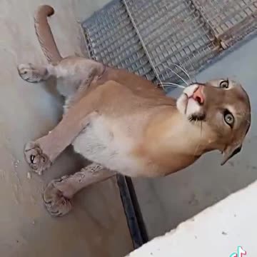 Beg cat video