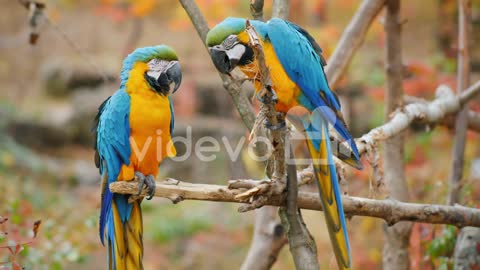 Blue parrot on a branch