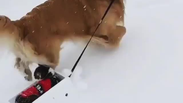 Cute dog help his owner