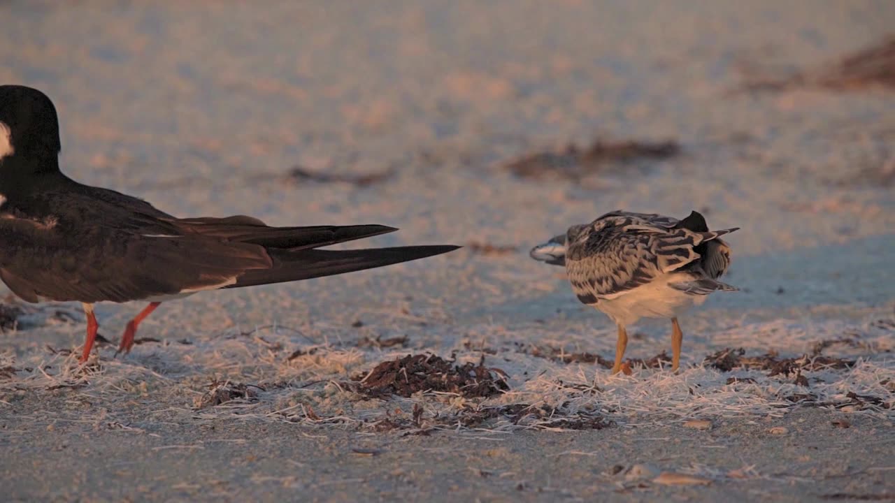 Quick Snack for a Fledgling