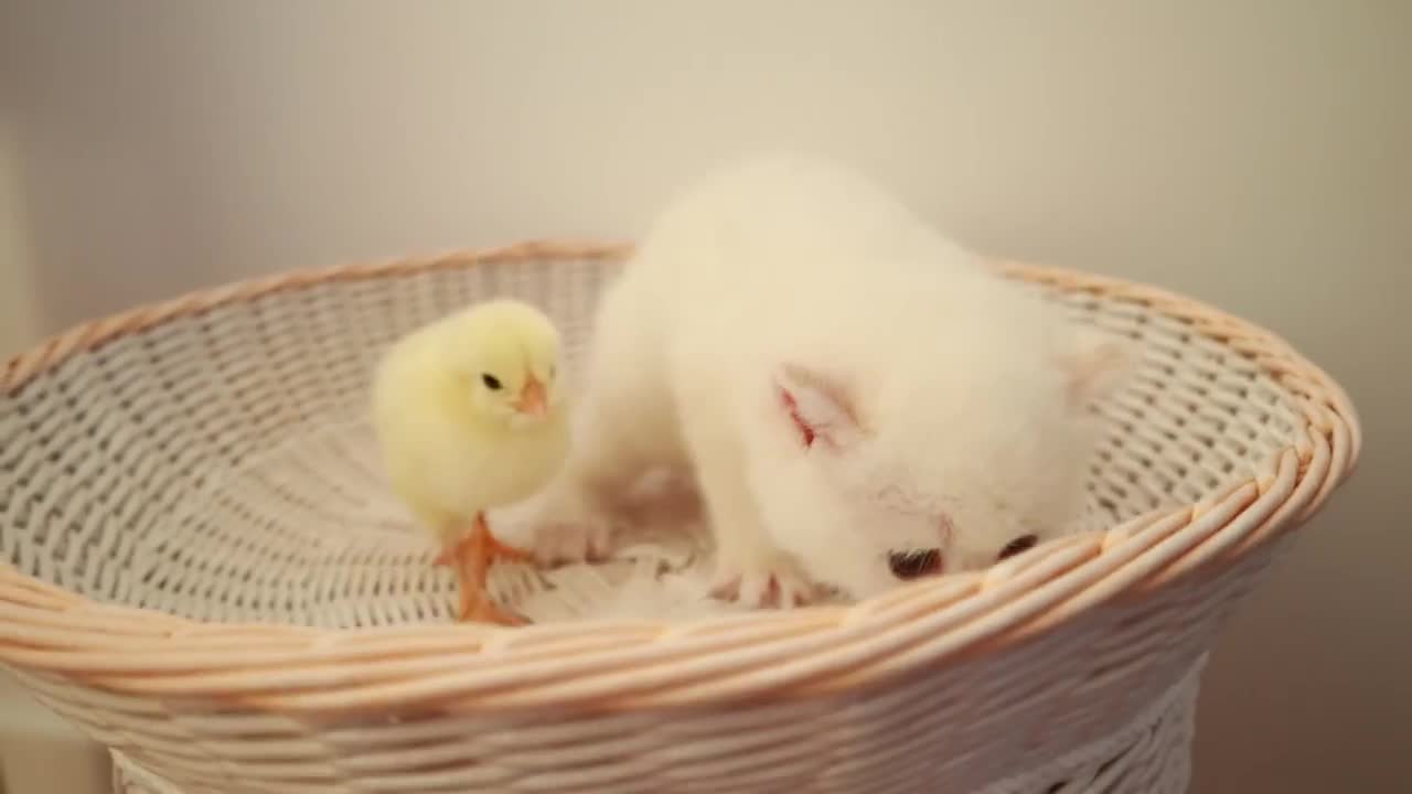 Cute Cat Playing With Chicks