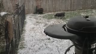 Schnauzer in the Snow