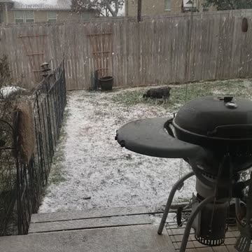 Schnauzer in the Snow