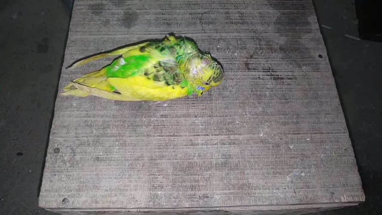 Egg binding issue in budgies Parrot - How to treatmentp5