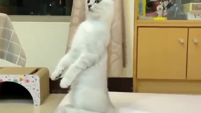 Funniest Cat Videos In The World | Funny Animal Videos